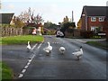 Geese in the road, Rushmere St Andrew in Rushmere St Andrew