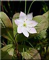Chickweed Wintergreen (Trientalis europaea) in AB55 4EQ