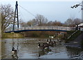 Canada geese next to the Holden Street footbridge in LE4 6RN