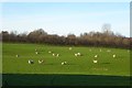 Sheep next to Thorpe Nurseries in HG4 1RF