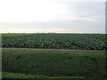 Farmland in PE11 3TD