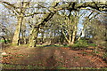 Woodland, Eglinton Country Park in KA13 7QU