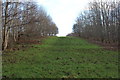 Woodland Ride up Belvedere Hill in KA12 9PS