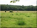 Thornden Meadow, a nature reserve in CT5 3ES