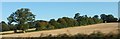 Trees along field boundary near Wootton Rivers in SN8 4NJ