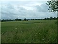 Fields near Brick Kiln Wood in PE38 0AB