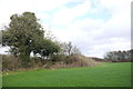 Hedgerow near Thorncombe in TA20 4NR