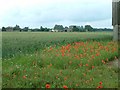 Poppies near Whindrove Farm in PE33 9RL