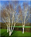 Three silver birch trees in King's Acre