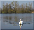 Swan, lake near Brimpton, Berkshire in RG7 4SP