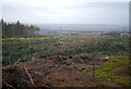 Cleared forest, by Blue Bonnet Hill in IV4 7HS