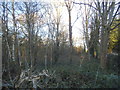 Woods by Shenley Lane, Broad Colney in AL2 1QL