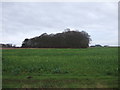 Crop field towards Wisthorpe Covert in Wilsthorpe