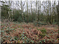 Woodland on Holmbury Hill in Holmbury St Mary