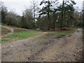 Track junction on Holmbury hill in Holmbury St Mary