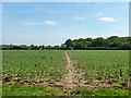Footpath across a bean field in CM15 0LL