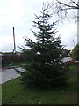 Christmas tree, Barmston in YO25 8PG