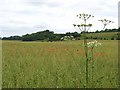 Farmland, Cholderton in SP4 0EF