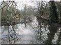 Tree reflections in the River Crane in TW2 6BE