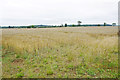 A field yet to be harvested near Stonesfield in OX29 8EW