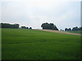 Fields and hilltop trees, Buckholt in SP5 1LS