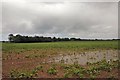 'The Belts' and flooded field in Hoveton