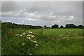 Farmland near Hoveton in NR12 8RP