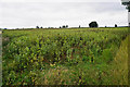A field of peas near Stonesfield in OX29 8EW