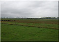 Grazing near Cantley in NR13 3SH