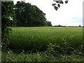 Field of barley between the Franshams in NR19 2JL
