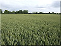 Ripening wheat in PE32 2LU