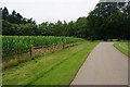 Road past a maize plantation in OX29 8ND