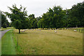 Migration of sheep in Blenheim Park in OX20 1PS
