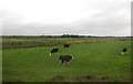 Grazing near Reedham Station in NR13 3HH