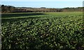 Sugar beet, Sheringham Park in NR26 8TB