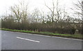 Hedgerow beside the A338 (Oxford Road) in Frilford