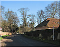 Little Shelford: January daffodils in Bridge Lane in CB22 5EN