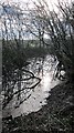 Remains of the Somerset Coal Canal looking west below Coleford in BA3 5NR