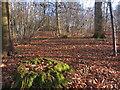Tree Stump in the Woods in RG20 8LP