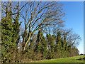 Trees on Waterbeach Road in CB25 9FA