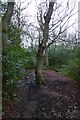 Path through the woods in LS16 5QQ