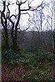 Woodland above Meanwood Beck in LS16 5QQ