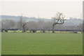Fields by Swarkestone Bridge, with a strange tree in DE73 7GR