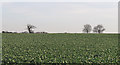 Looking to trees on arable field boundary, Little Sampford in CB10 2QH