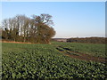 Arable land near Starr's Farm, Little Sampford in CB10 2QG