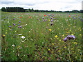 Wild flowers on uncultivated land in DD8 3SE