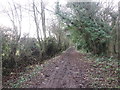 Bridleway to Gateford in Owday Wood in S81 7RZ