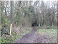 Bridleway entering Carlton Wood in Carlton in Lindrick