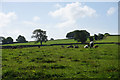 A field of cows near Wetton in Wetton