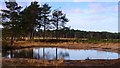 Pond on Thursley Common in GU8 6LN